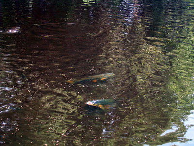 fish-feeding